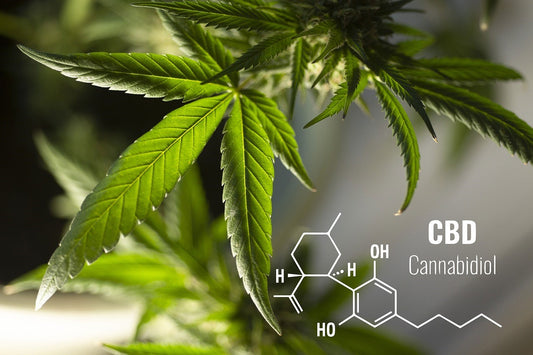 Navigating the Benefits: A Comprehensive Guide to CBD for Beginners