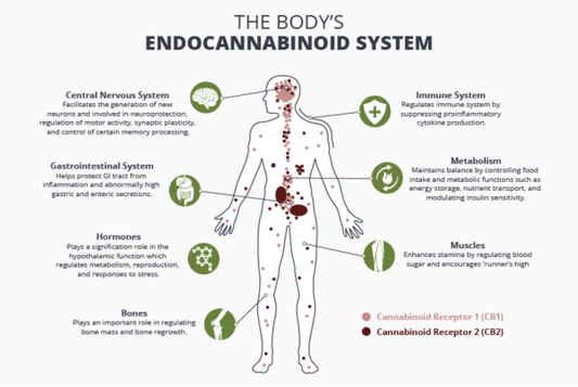 Mastering Cannabis Tolerance: Navigating the Impact of THC for Optimal CBD Use